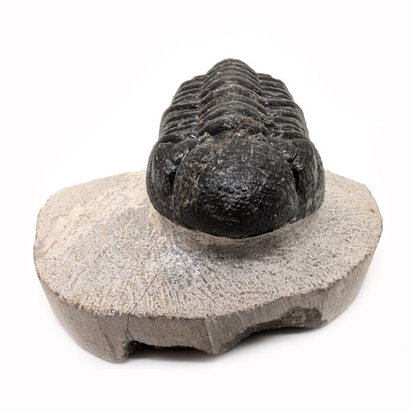 Trilobite Fossil, Phacops rana - Image 3