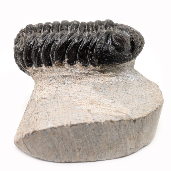 Trilobite Fossil, Phacops rana
