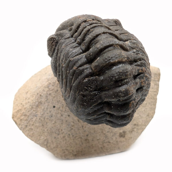 Trilobite Fossil, Phacops rana - Image 2