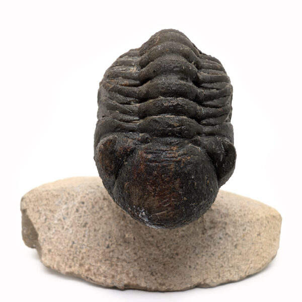 Trilobite Fossil, Phacops rana - Image 3