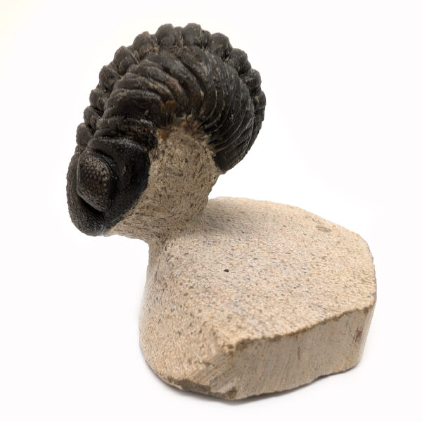 Trilobite Fossil, Phacops rana