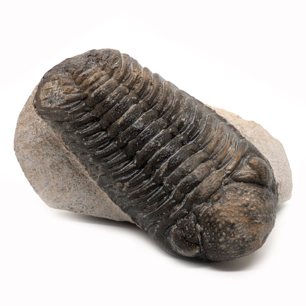 Trilobite Fossil, Phacops rana - Image 2