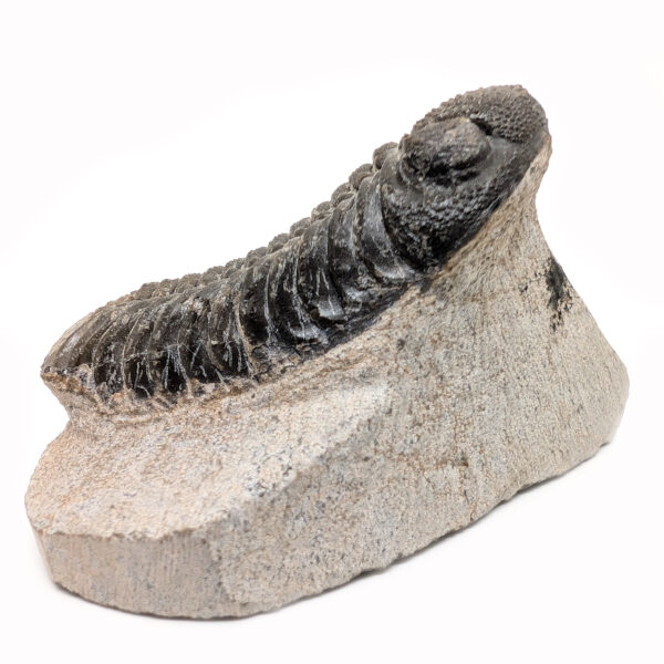 Trilobite Fossil, Phacops rana - Image 3