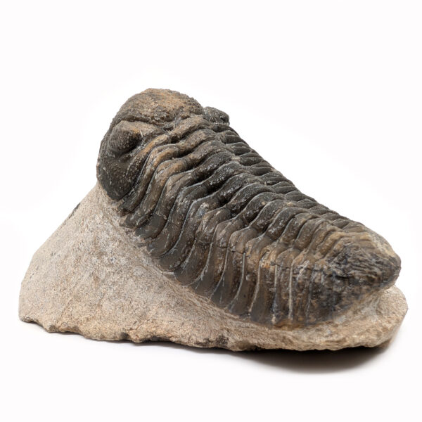 Trilobite Fossil, Phacops rana