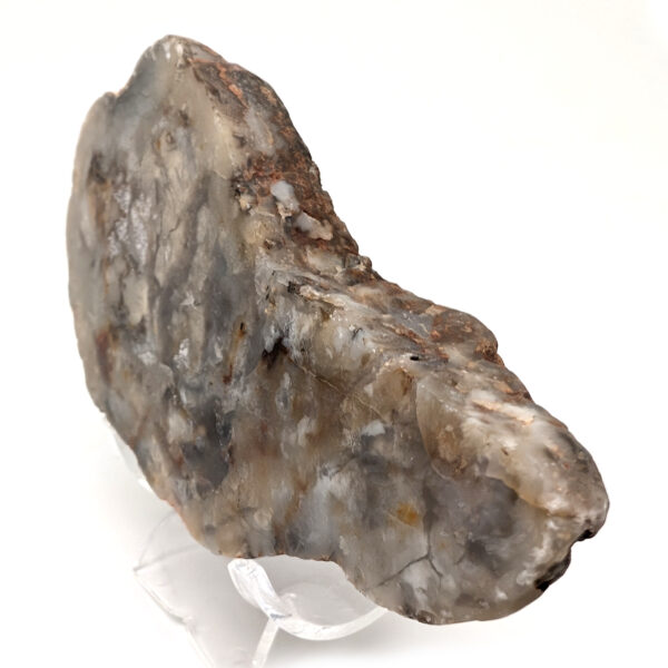 Dinosaur Poop Fossil - Coprolite - Image 2