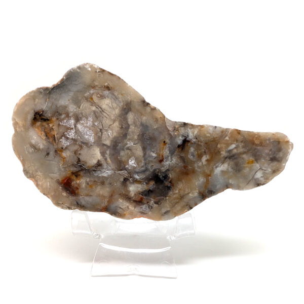 Dinosaur Poop Fossil - Coprolite