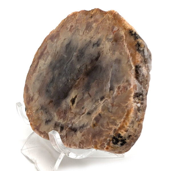 Dinosaur Poop Fossil Slab - Coprolite - Image 2