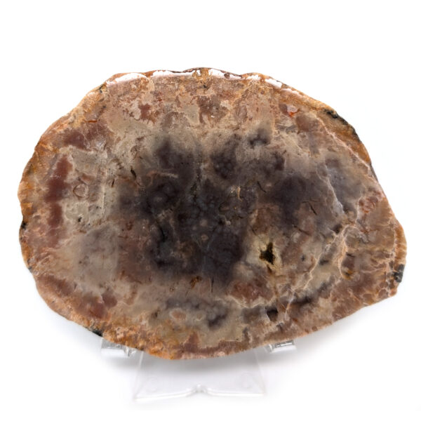 Dinosaur Poop Fossil Slab - Coprolite
