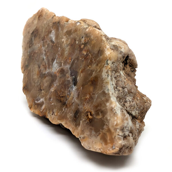 Dinosaur Poop Fossil - Coprolite - Image 2