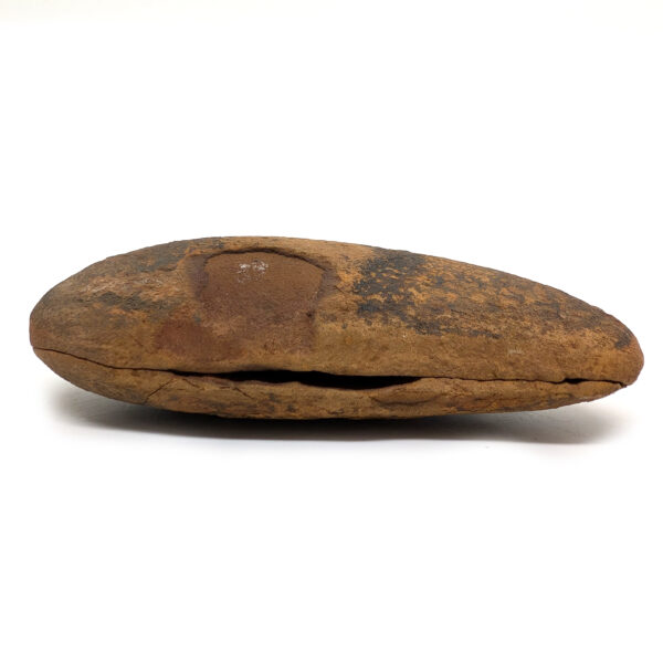 Fern Fossil Nodule - Image 2