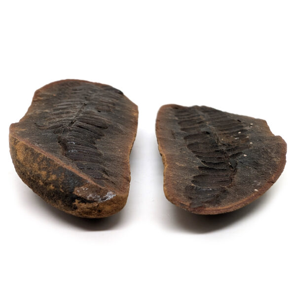 Fern Fossil Nodule - Image 3
