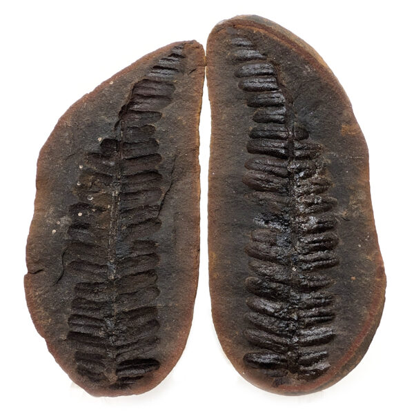 Fern Fossil Nodule