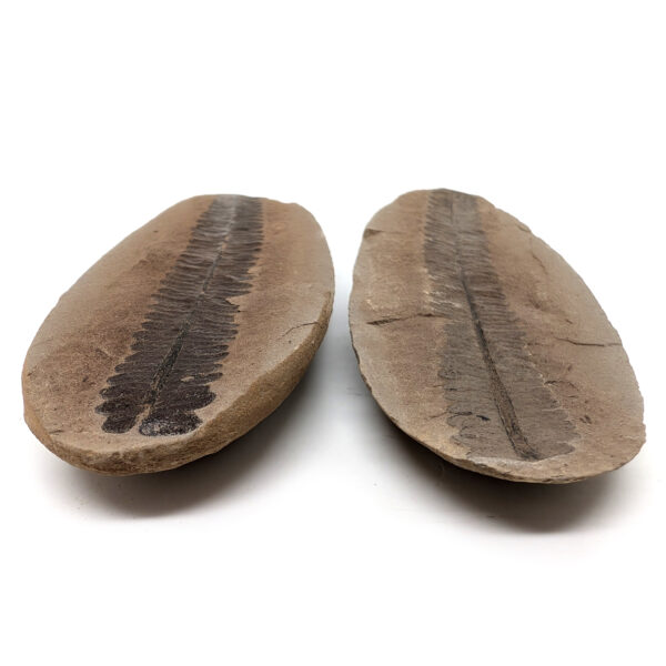 Fern Fossil Nodule - Image 3