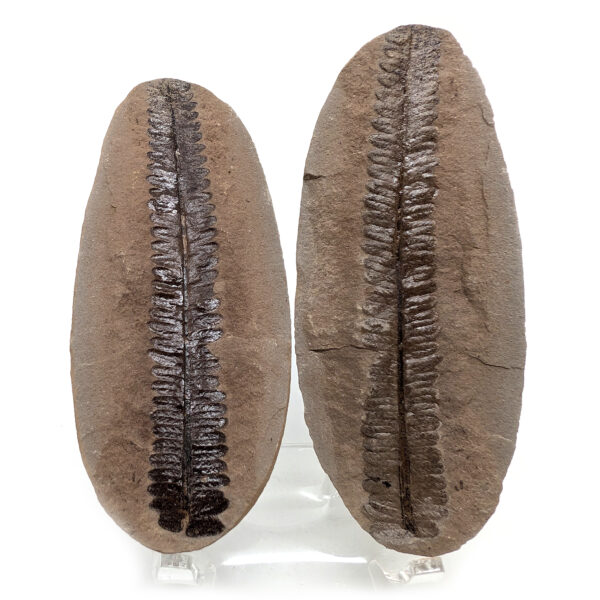 Fern Fossil Nodule
