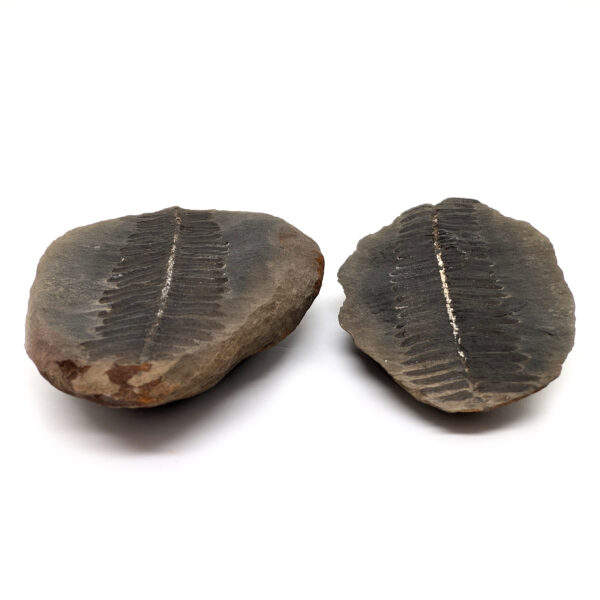 Fern Fossil Nodule - Image 3