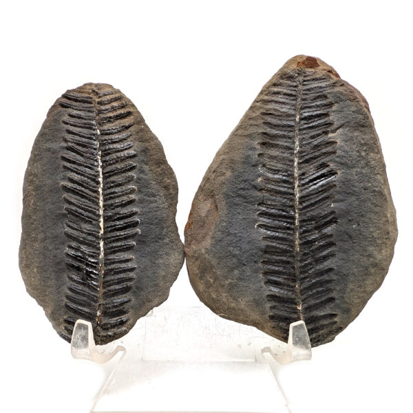 Fern Fossil Nodule