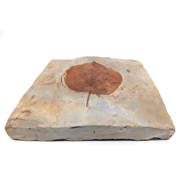 Leaf Fossil, Large - Image 2