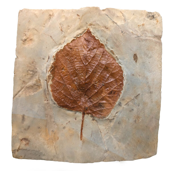Leaf Fossil, Large