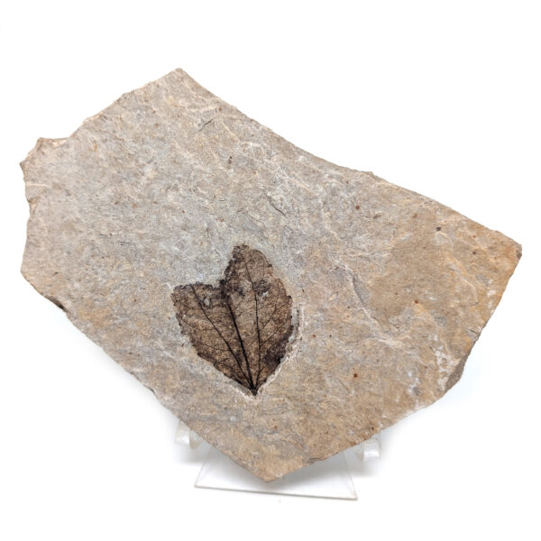Leaf Fossil