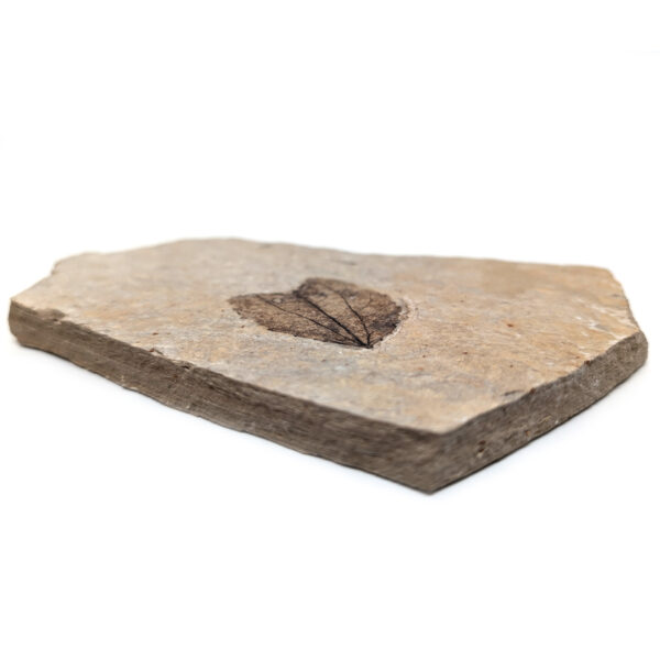 Leaf Fossil - Image 2