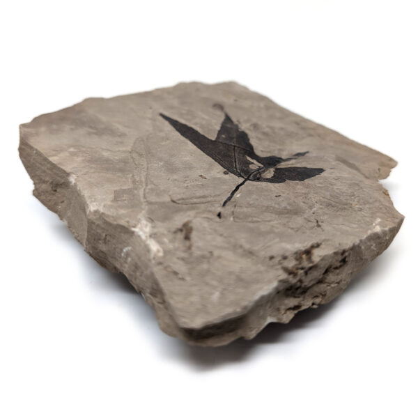 Leaf Fossil, Sycamore - Image 2
