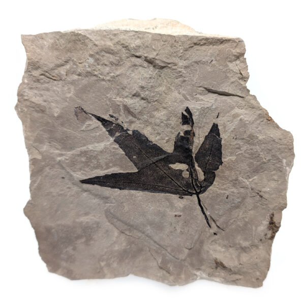 Leaf Fossil, Sycamore