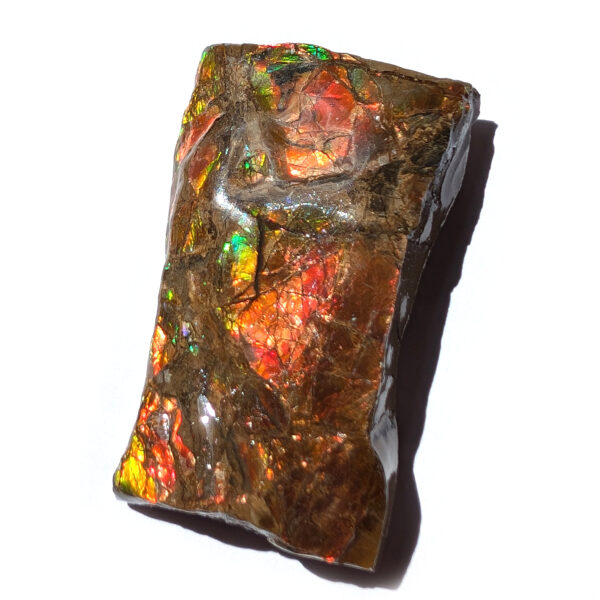 Ammolite - Image 2