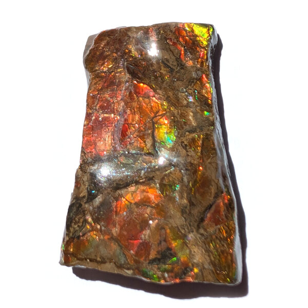 Ammolite