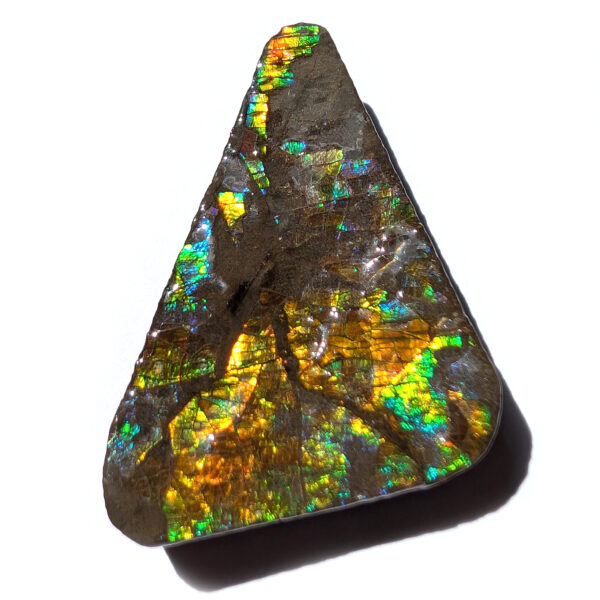 Ammolite