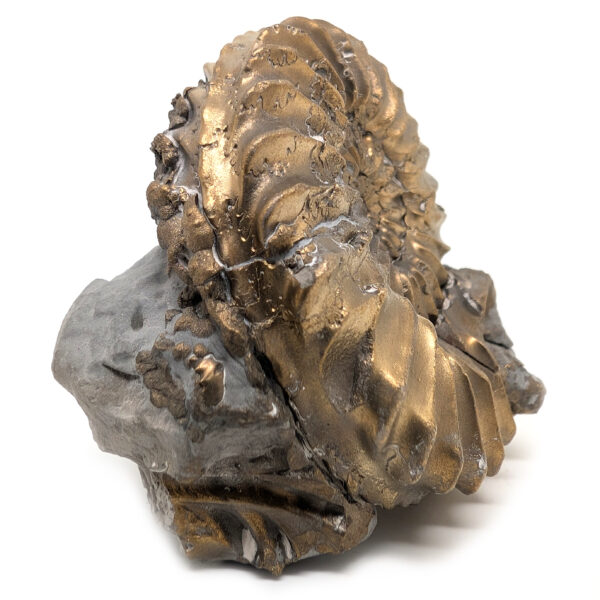 Pyritized Ammonite Fossil - Image 2