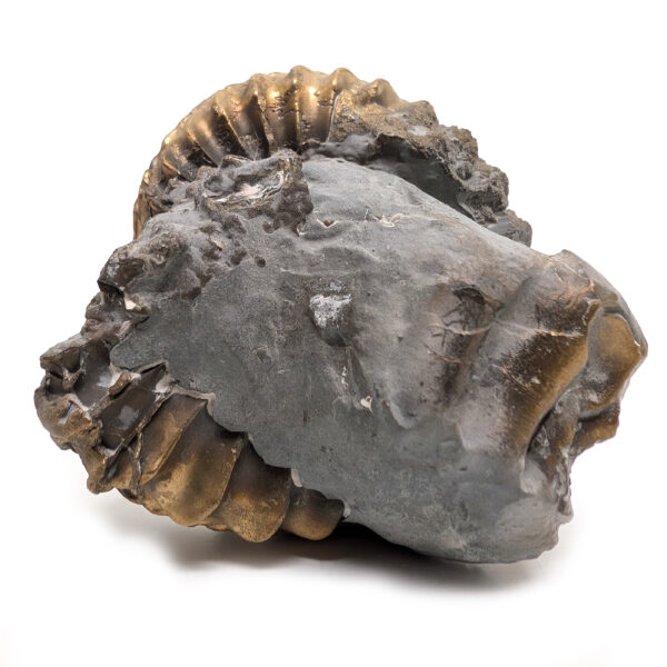 Pyritized Ammonite Fossil - Image 3
