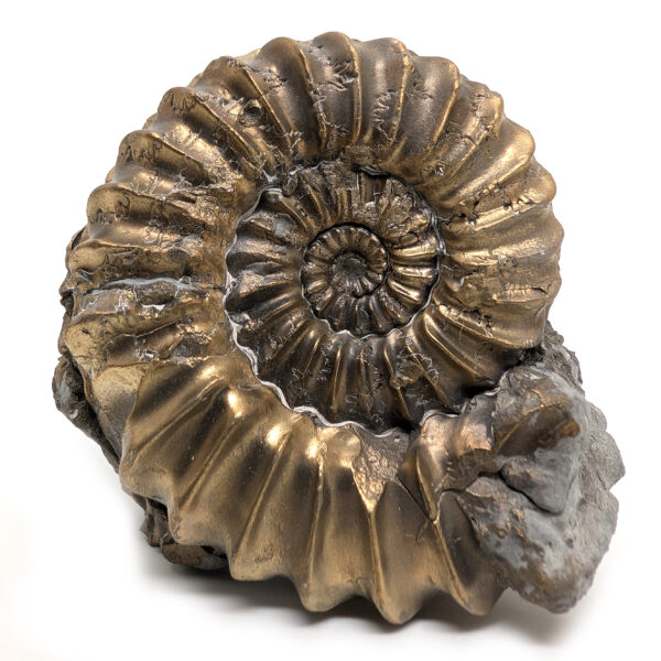 Pyritized Ammonite Fossil