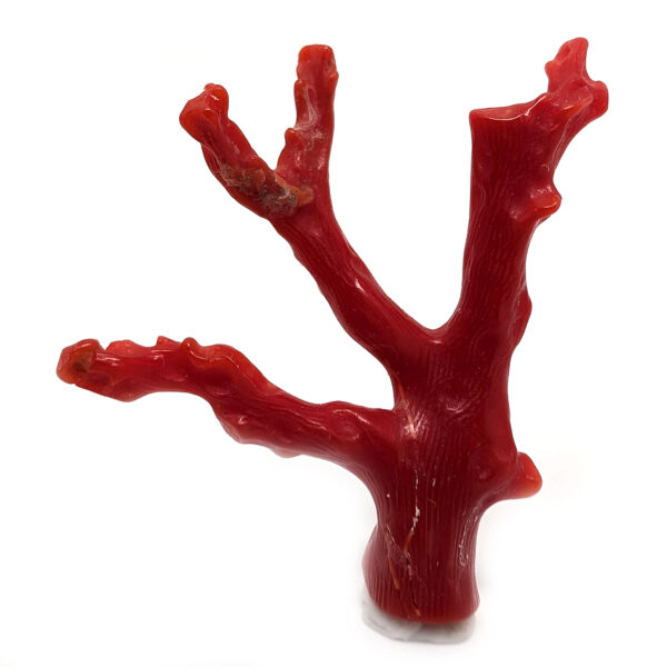 Red Coral Branch