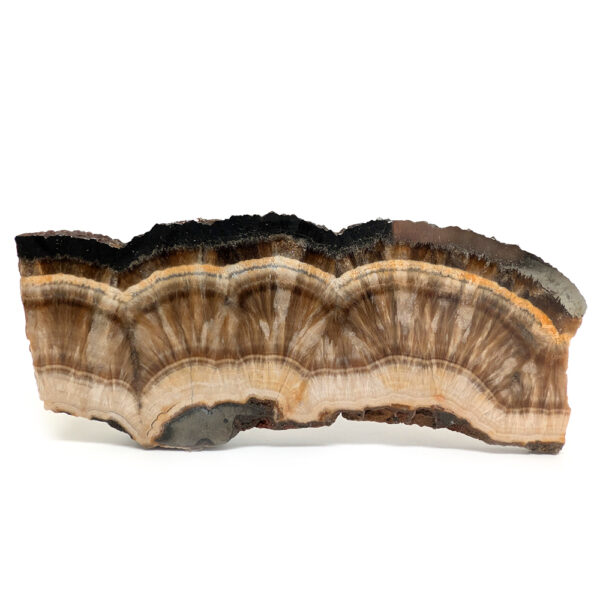Barite and Marcasite Slab