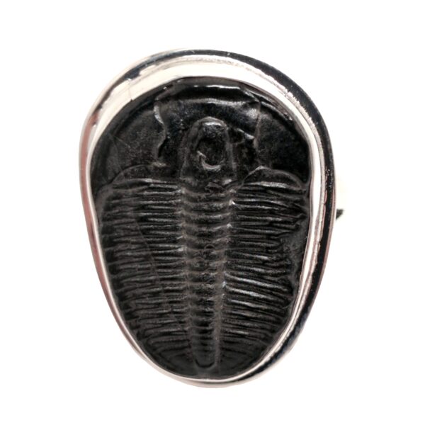 Trilobite Fossil Sterling Silver Ring; size 12 - Image 2
