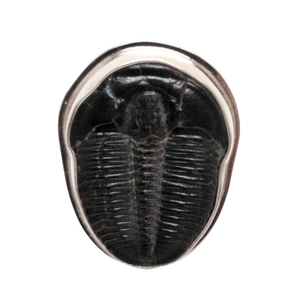 Trilobite Fossil Sterling Silver Ring; size 8 3/4 - Image 2