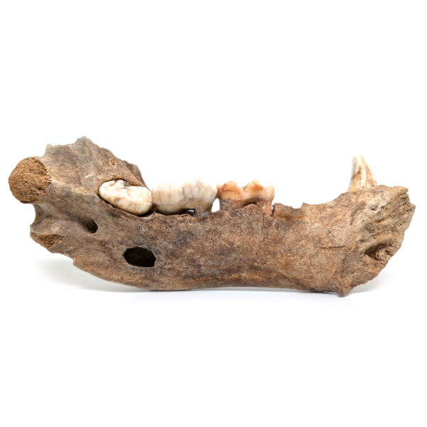 Cave Bear Jaw with Teeth - Image 2