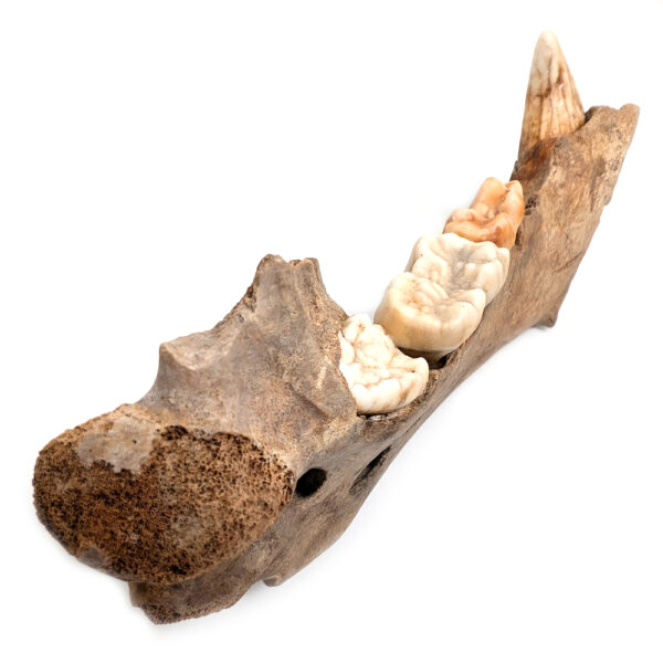 Cave Bear Jaw with Teeth - Image 4