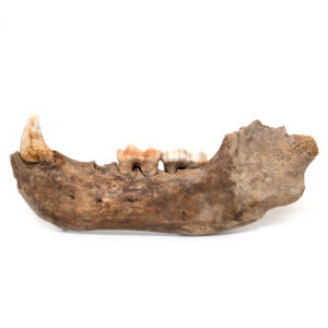 Cave Bear Jaw with Teeth