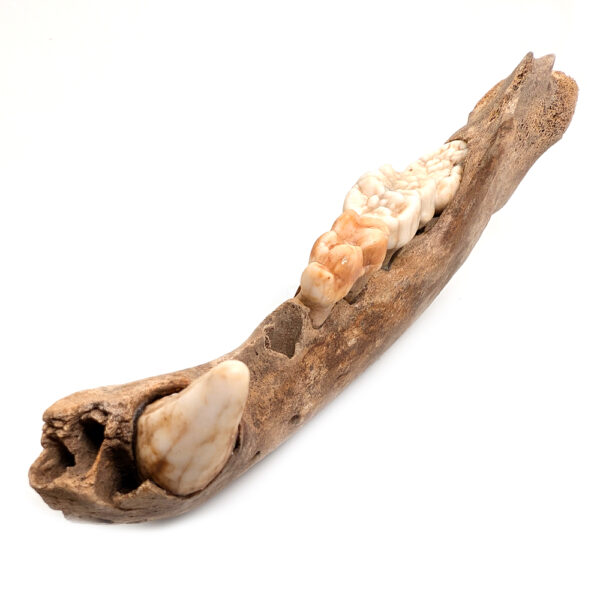 Cave Bear Jaw with Teeth - Image 3