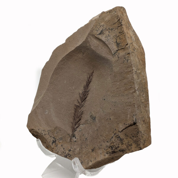 Leaf Fossil Metasequoia - Image 2