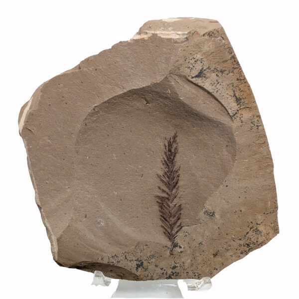 Leaf Fossil Metasequoia