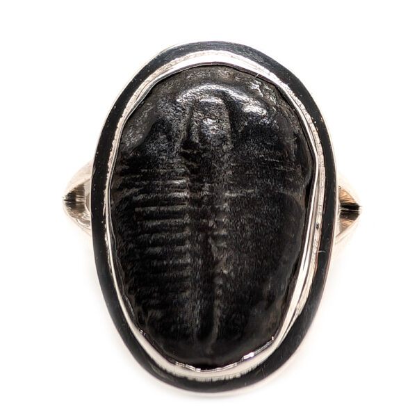 Trilobite Fossil Sterling Silver Ring; size 11 - Image 2