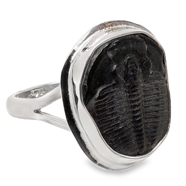 Trilobite Fossil Sterling Silver Ring; size 7