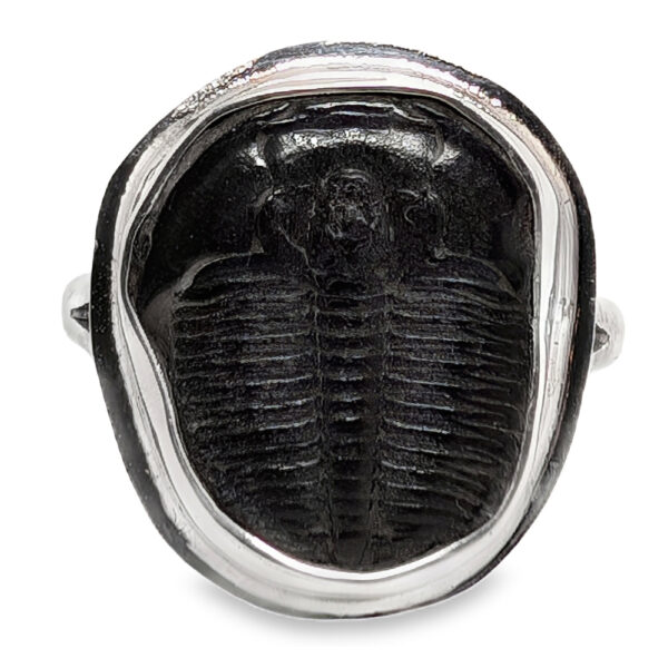 Trilobite Fossil Sterling Silver Ring; size 7 - Image 2