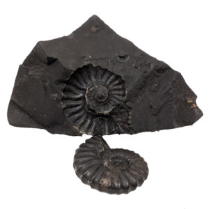 Ammonite Fossil in Matrix