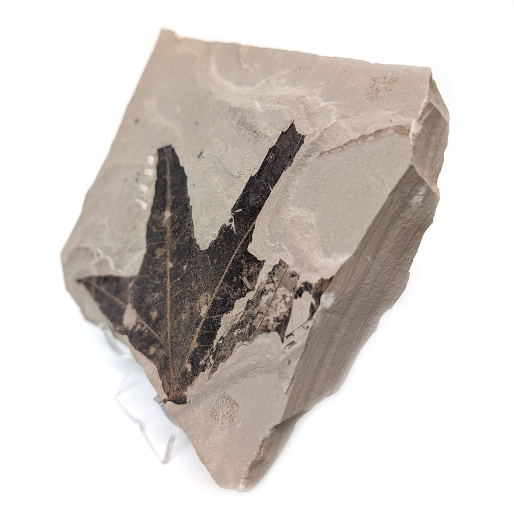 Leaf Fossil Sycamore Leaf Fossil Sycamore - Image 2