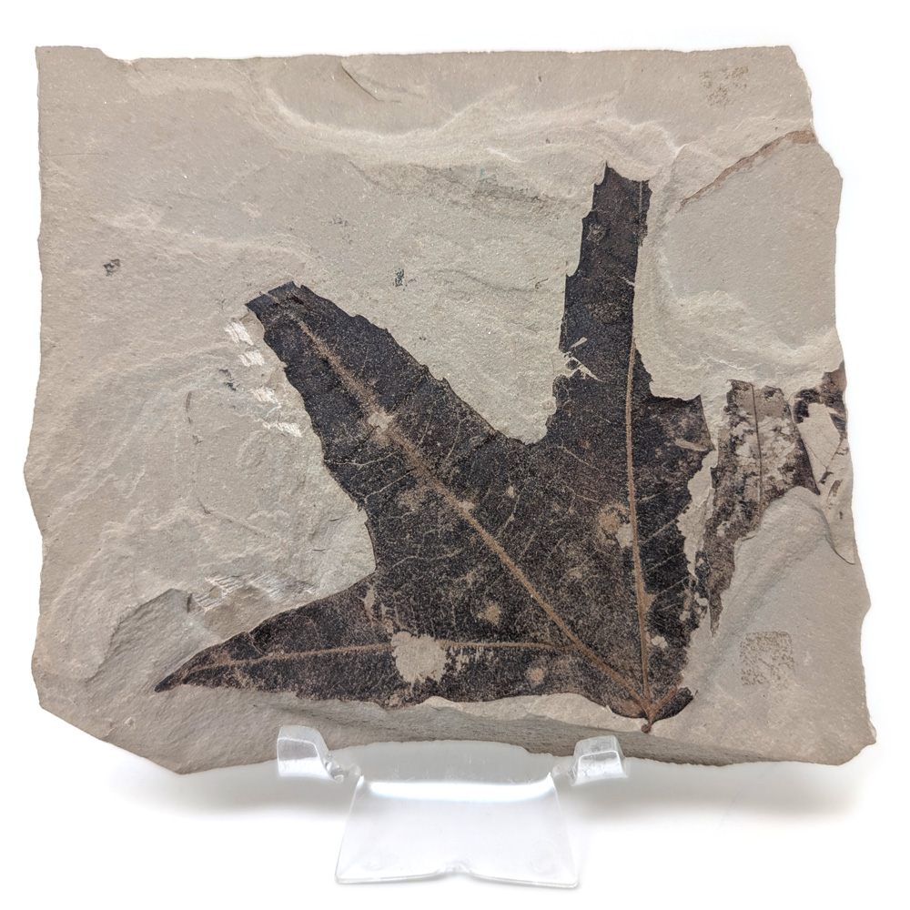Leaf Fossil Sycamore Leaf Fossil Sycamore