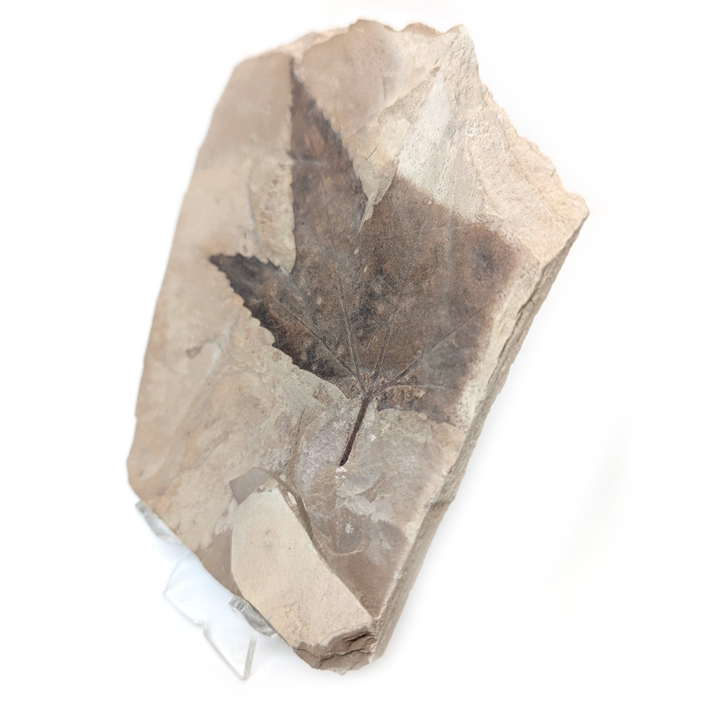 Leaf Fossil Sycamore Leaf Fossil Sycamore - Image 2
