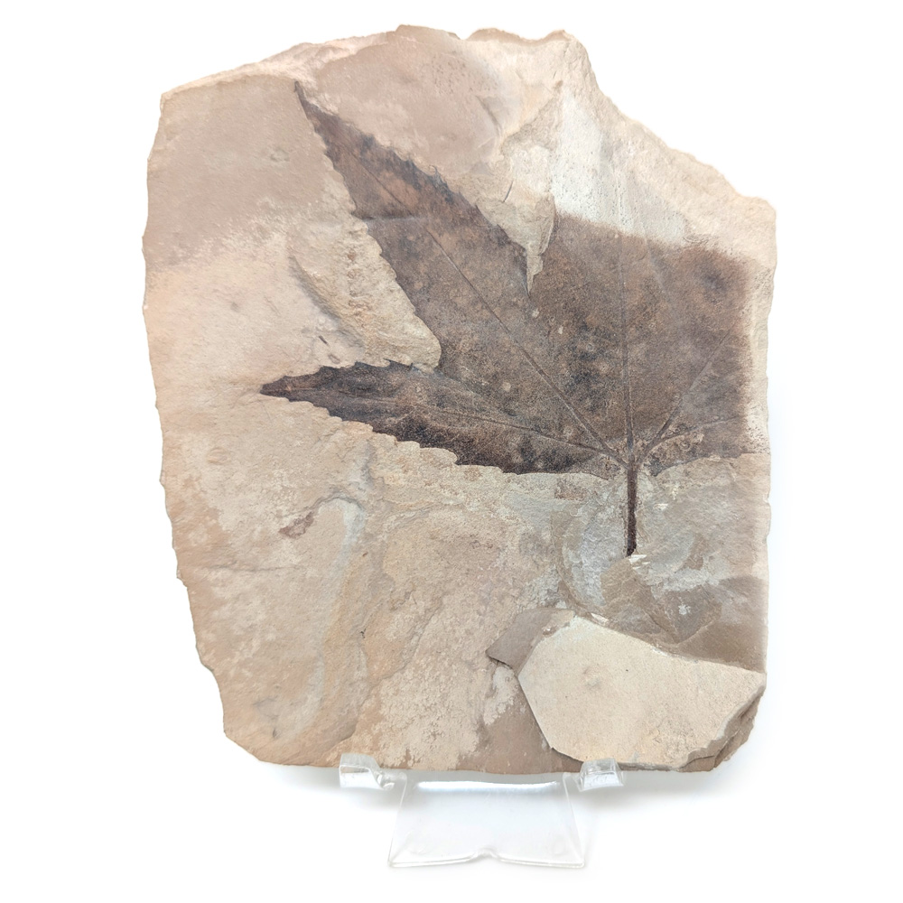 Leaf Fossil Sycamore Leaf Fossil Sycamore